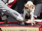 Uggie leaves paw prints at famed Grauman's theatre uggie-pawmark1.jpg