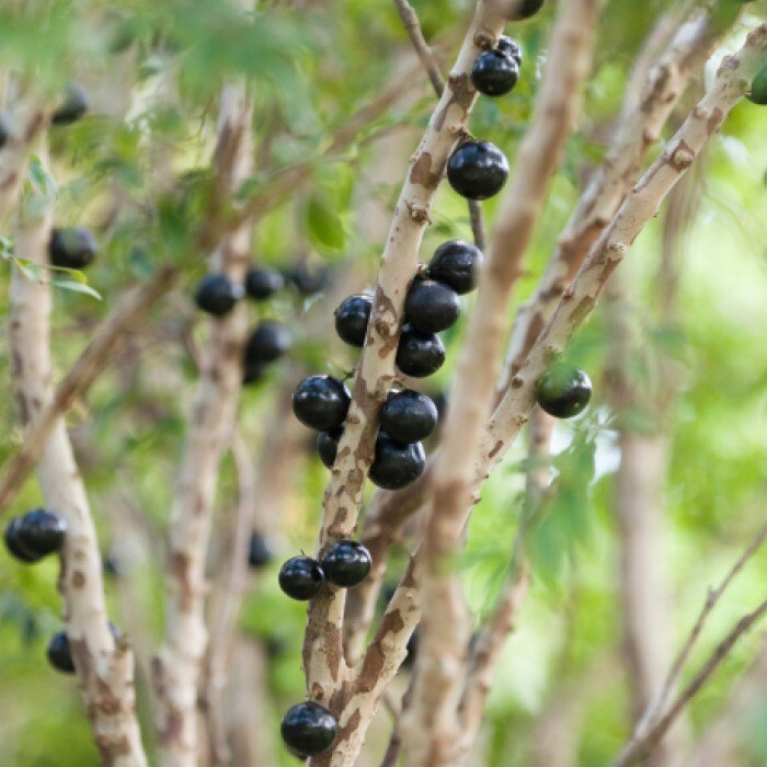 Jabuticaba Jabuticaba