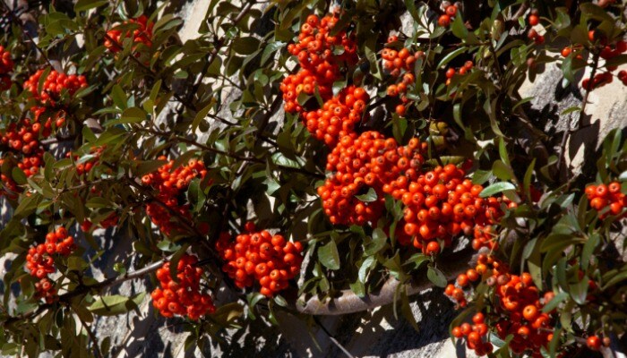 Miracle Berry Miracle Berry