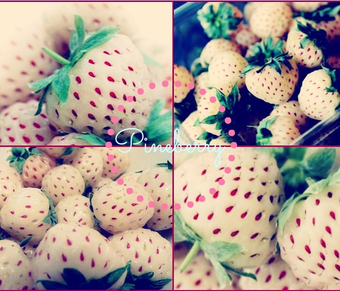 Pineberry Pineberry