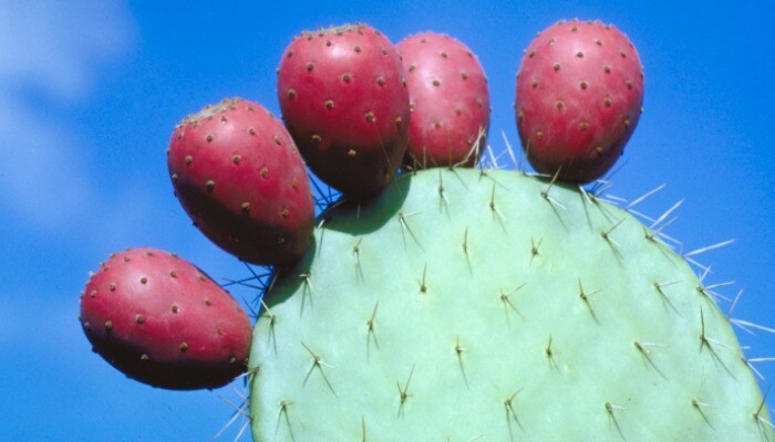 Prickly Pear Prickly Pear