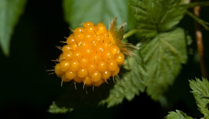 Salmonberry Salmonberry