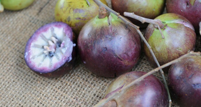 Star Apple Star Apple