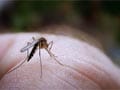 Tips to help prevent dengue