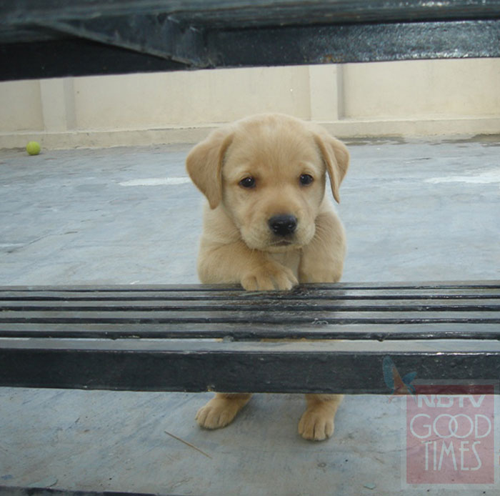 Playful pets