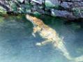 20-hour operation to rescue crocodile near Pune