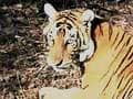 Minister's intervention saves tigress at Ranthambore