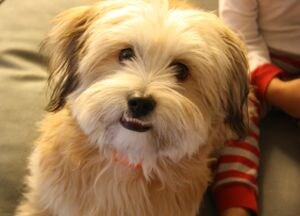 Winner of Pet poll is Benji