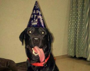 Winner of Pet poll is Bernie