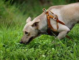 Tales & Tails contest winner Chrisanne Pereira from Mumbai.
She wrote in to us about her pet Dusty:
Dusty got his name as he was lying in dust & his colour blended with the earth & dust around him. Although named 'Dusty' he is spotlessly clean & a stickler for cleanliness. In fact today his name is synonymous with Daring, Unique, Smart, Talented and Youthful.