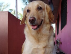 Winner of Pet poll is Willy