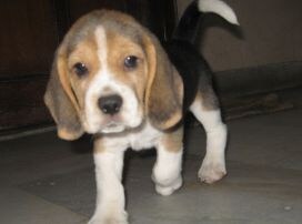 Winner of Pet poll is Google