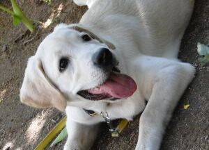 Winner of Pet poll is Lulu