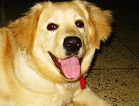 Winner of Pet poll is Lyca