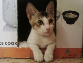 Winner of Pet poll is Cindy