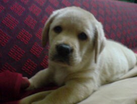 Winner of Pet poll is Penny