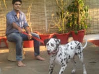 


3 beautiful Dalmatians - Sugar, Spice and Cocoa