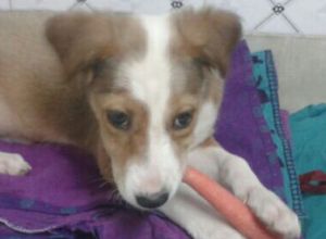 Winner of Pet poll is Peaches