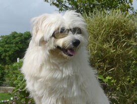 Winner of Pet poll is Fangio