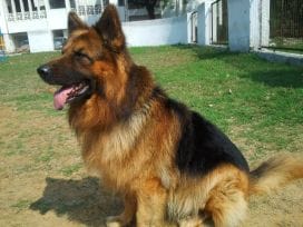 Winner of Pet poll is Oscar