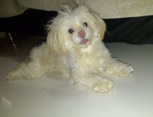 Winner of Pet poll is Romeo