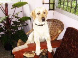 Winner of Pet poll is Rio