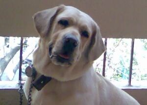 Winner of Pet poll is Snowy