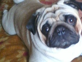 Tales & Tails contest winner: Apoorva Wadhawan from Delhi.
She wrote to us about sprightly little pug Vodka:
Apoorva says, one day I was eating chocolate and Vodka suddenly woke up from his sleep, pounced on me and started licking my chocolate! Soon after, he sat back quietly knowing that the chocolate was his possession now! From then on my chocolate is incomplete without him. But Apoorva here’s a warning. Chocolates are not for canines. Apoorva goes on to say that Vodka is extremely possessive about me. So much so that when I was busy studying for my exams, he came and perched on my books so that I could do nothing better than cuddle him!!