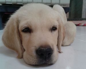Winner of Pet poll is Tuffy
