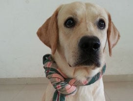 Winner of the Tales & Tails contest is Pranab Sharma from Pune.
He tells us about his Labrador, Rufus, who he got as a gift on valentine’s day. Pranab writes “ I fell in love with Rufus the instant I saw him, but my parents didn't quite accept him initially. However, now they not only love him but also make sure to video chat with him regularly.