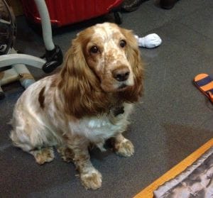 Winner of Pet poll is Coco
