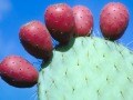 A cactus fruit that you can eat