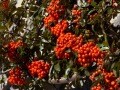 Berries that change your taste buds