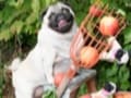 A retreat for your pets