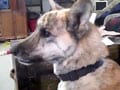 Video : At 75 million views talking dog is 2011's most watched YouTube video