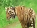 Video : Sariska: Special units to rebuild tiger population