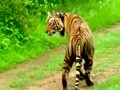 Video : सरिस्का को मिली रैपिड रिस्पॉन्स किट