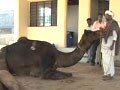 Think Rajasthan, think camels
