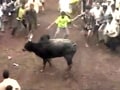 Video: Jallikattu festival in Tamil Nadu in full swing despite Centre's ban on bull fighting