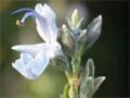 Aromatherapy to heal your body and mind