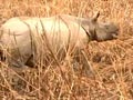 Video : Kaziranga: Not just about the one horned rhino