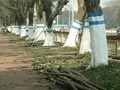 Video : Kolkata gets the blues