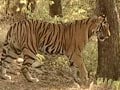 Video : Sariska: Breeding failure leaves lot to be desired