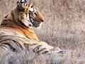 Video : Bandhavgarh: The dominant male roars loud