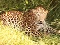 Video : Panna: Leopard rescue operation on camera