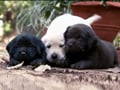 Getting to know more about Labradors