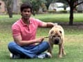 Don't fear the Rottweilers