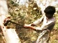 Video : Illegal tree smuggling caught on camera