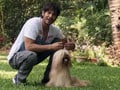 Heavy Petting: Lhasa Apso is a breed full of surprises