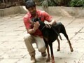 Don't be scared of dobermans